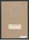 Surirella anfractuosa A. Schm. (de-Toni-Nr.: Genus 53, Species 2396) Zeichnungen Sammlung Grunow Nr. 4803 (NHMW-BOT-W0372953)